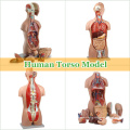 Педагогические модели пластической анатомии торс человека со съемными органами